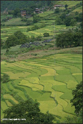 20080217-rice terrace in Yunnan2.jpg